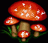 champignon