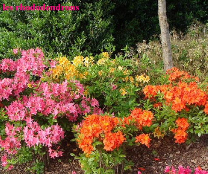 les-rhododendrons-54qtp.jpg