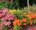 les-rhododendrons-54qtp.jpg